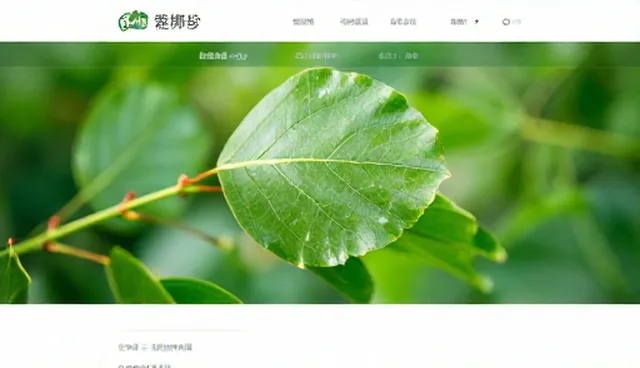 基础版官网页面策划的选型与维护建议